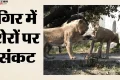 Gujarat: गिर में चार शावकों की मौत, संक्रमण की आशंका के बाद 17 शेर निगरानी में; सीएम पटेल ने की समीक्षा बैठक