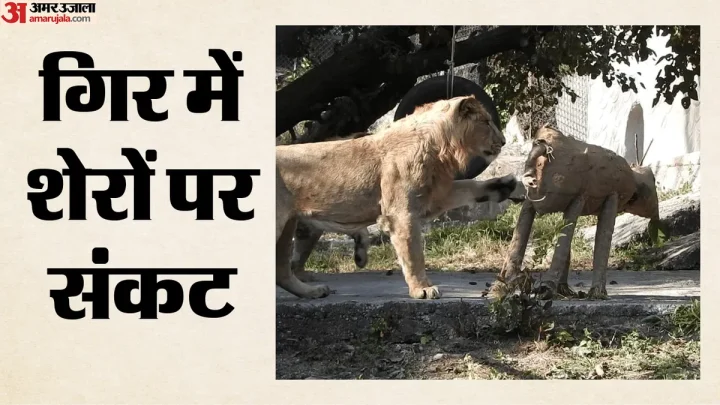 Gujarat: गिर में चार शावकों की मौत, संक्रमण की आशंका के बाद 17 शेर निगरानी में; सीएम पटेल ने की समीक्षा बैठक