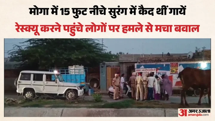 मोगा में सुरंग बनाकर कैद की थी गायें: छुड़ाने गए शिवसेना-निहंग सिंहों पर ईंटों-तलवारों से हमला, एक गंभीर घायल